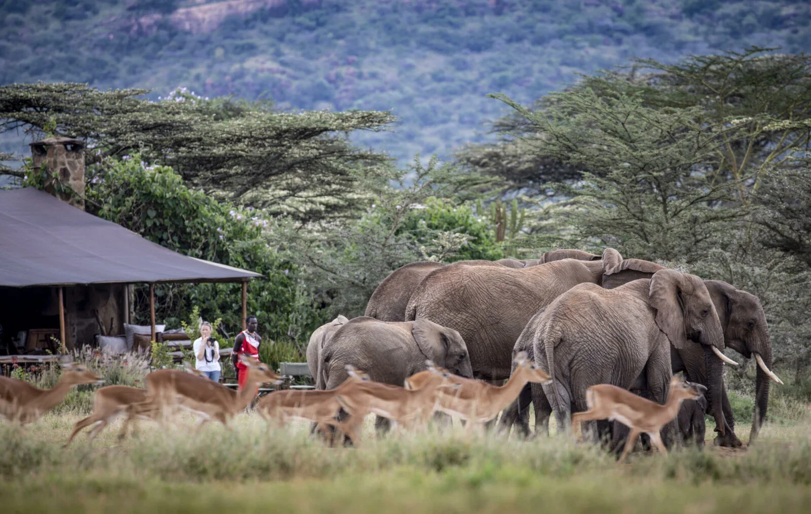 Safari de 6 jours à Meru et Loisaba — Circuit du Nord du Kenya