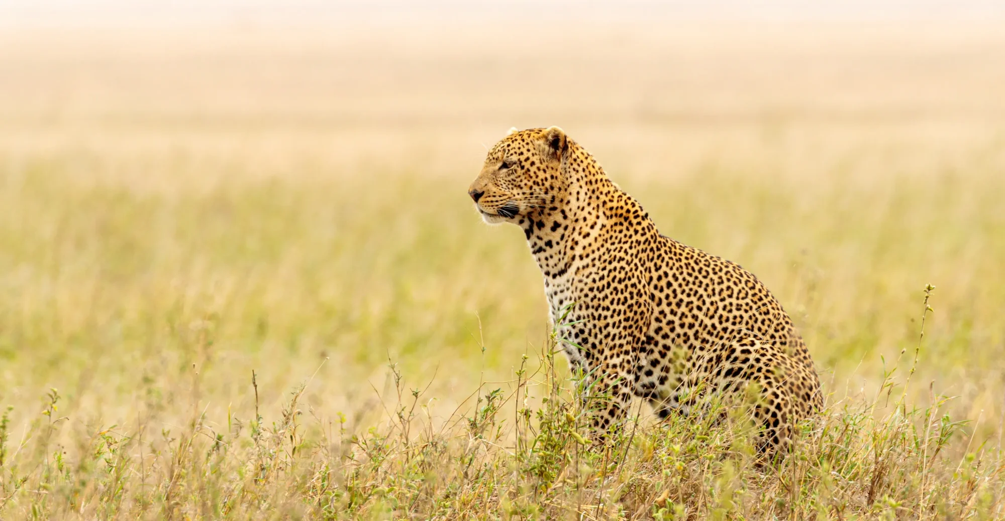 5-Day Laikipia Camel-Supported Walking Safari