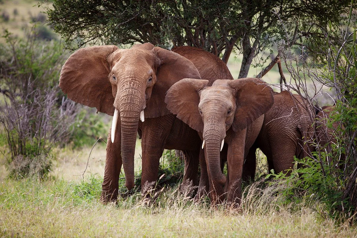 4-Day Laikipia Fly-In Safari