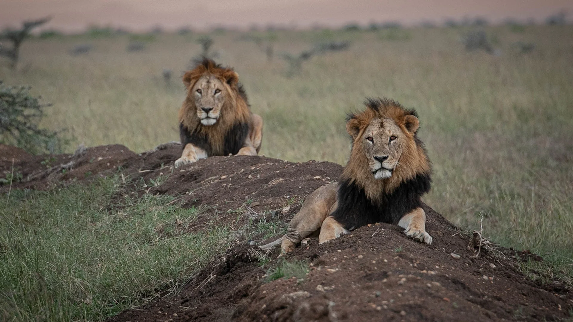 Safari ultra-luxe de 11 jours dans le nord du Kenya et au Masai Mara