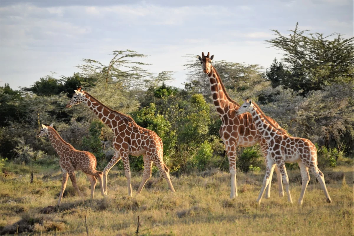 6-Day Laikipia Walking Safari — Pinnacles, Rivers and Plains