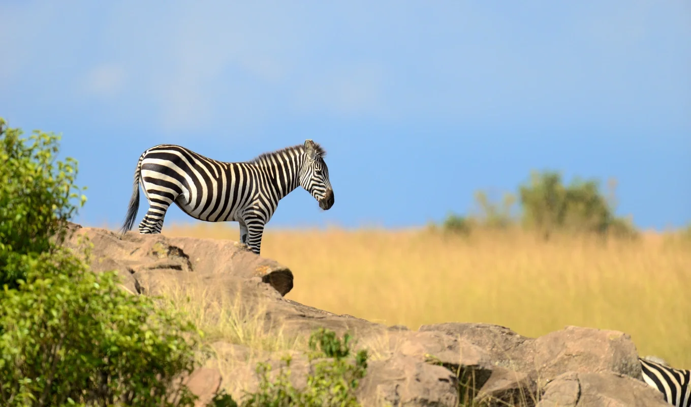 Safari dei Rinoceronti di 4 Giorni a Laikipia e al Lago Nakuru