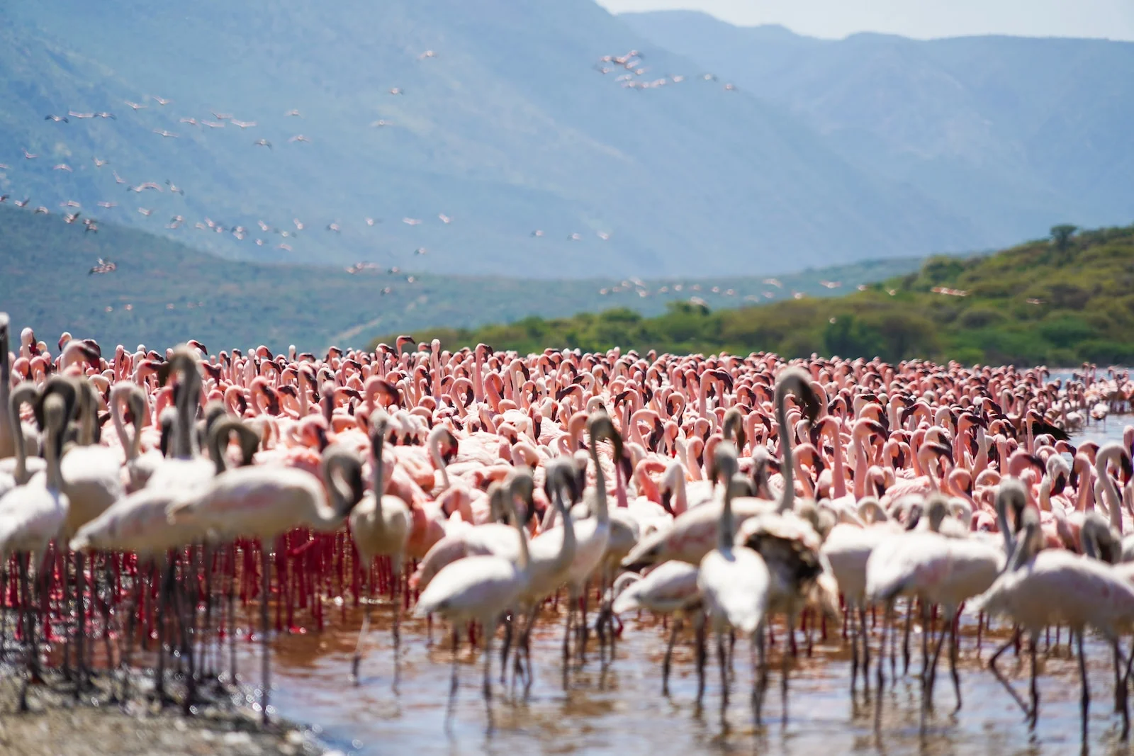 Lake Bogoria National Reserve — 5