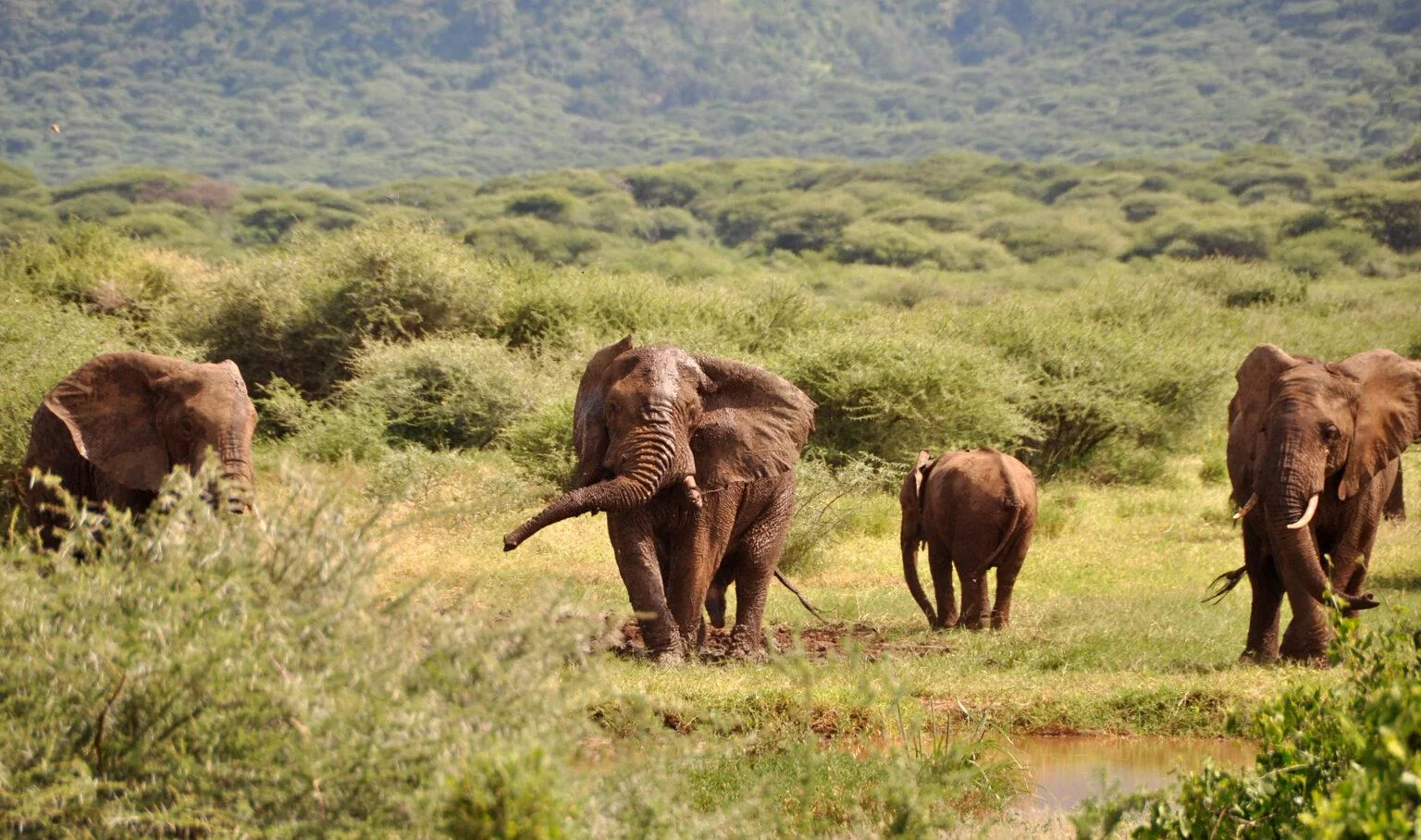 Lake Manyara National Park — 3