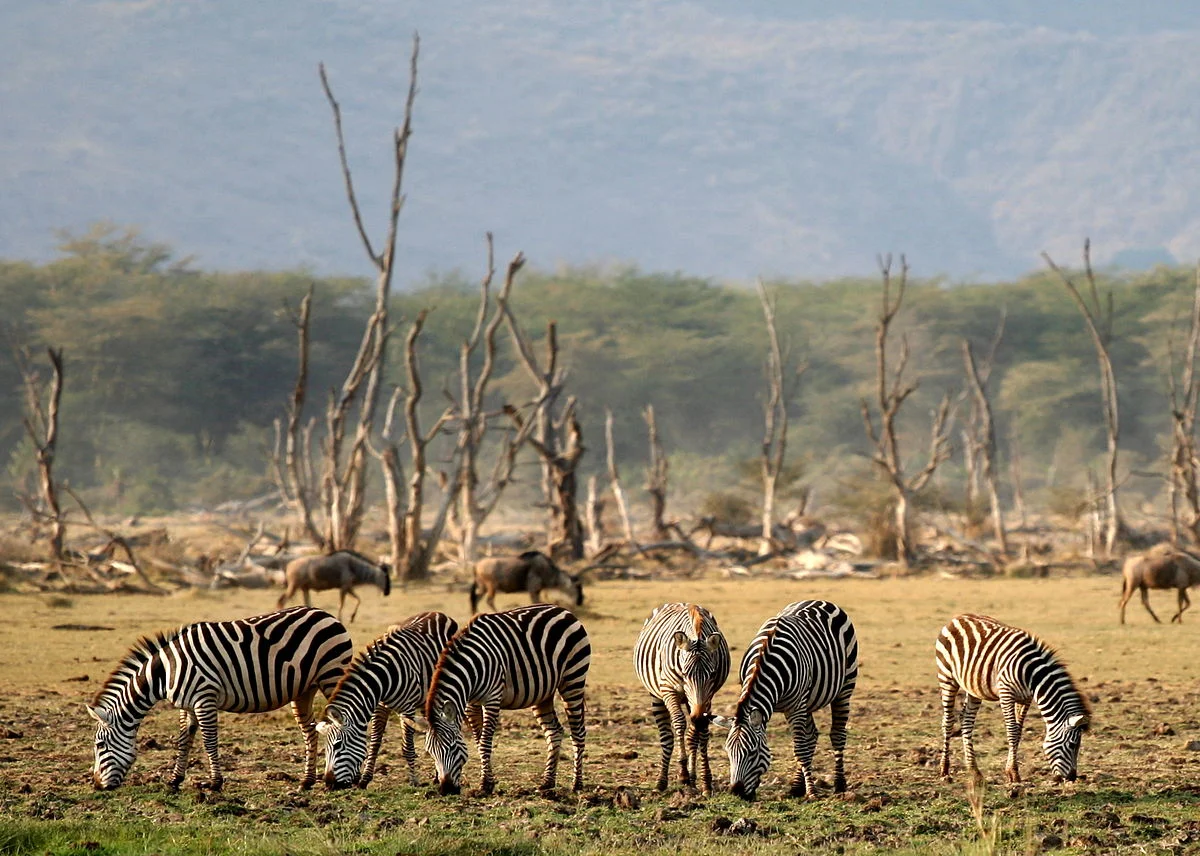 Safari de 2 jours à Tarangire et Lake Manyara
