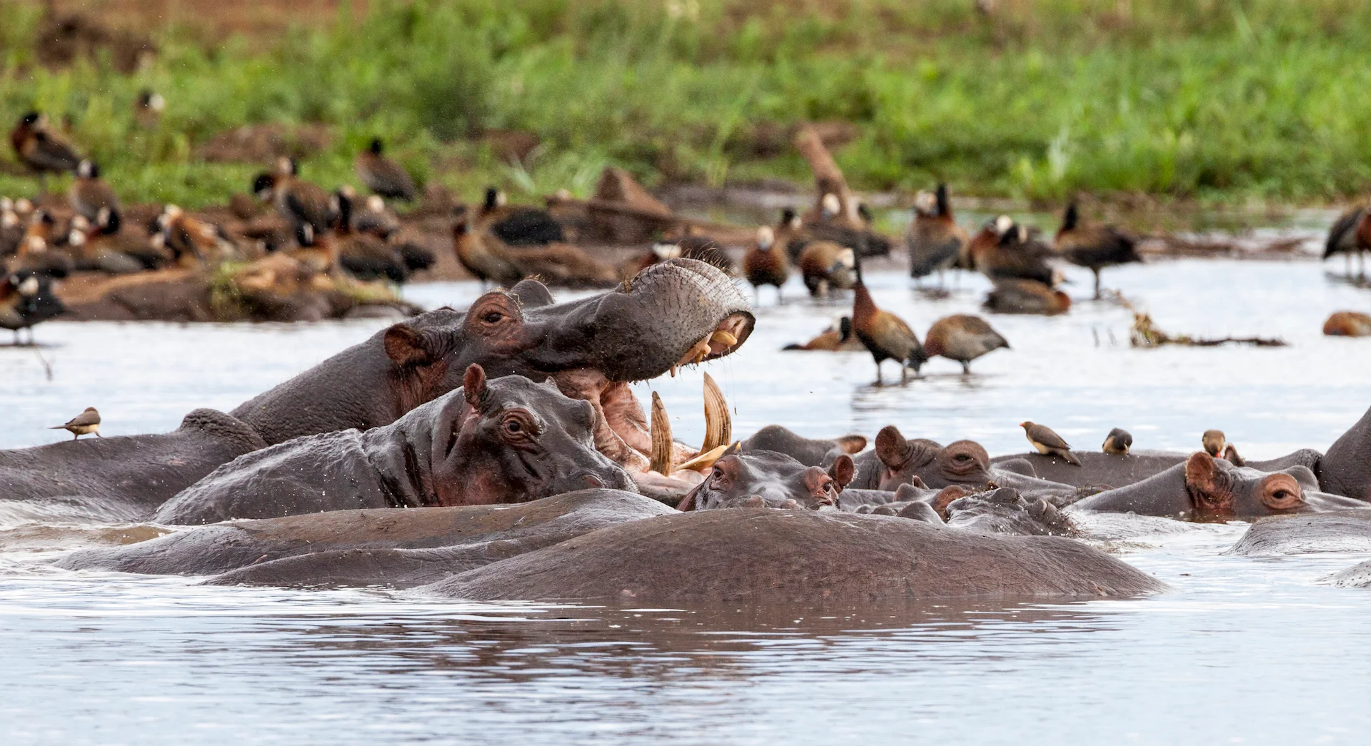 Lake Manyara National Park — 5