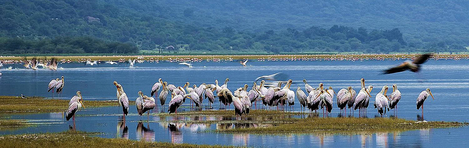 Lake Manyara Day Trip Safari