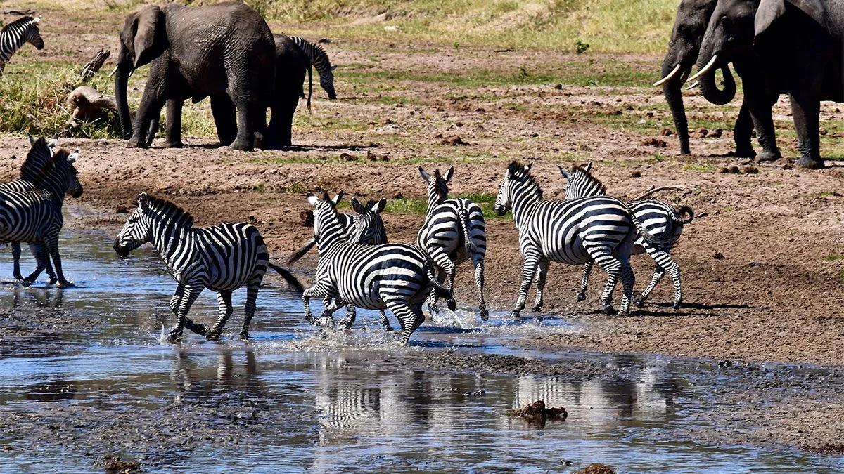 4-Day Relaxed Tarangire, Manyara & Ngorongoro Safari