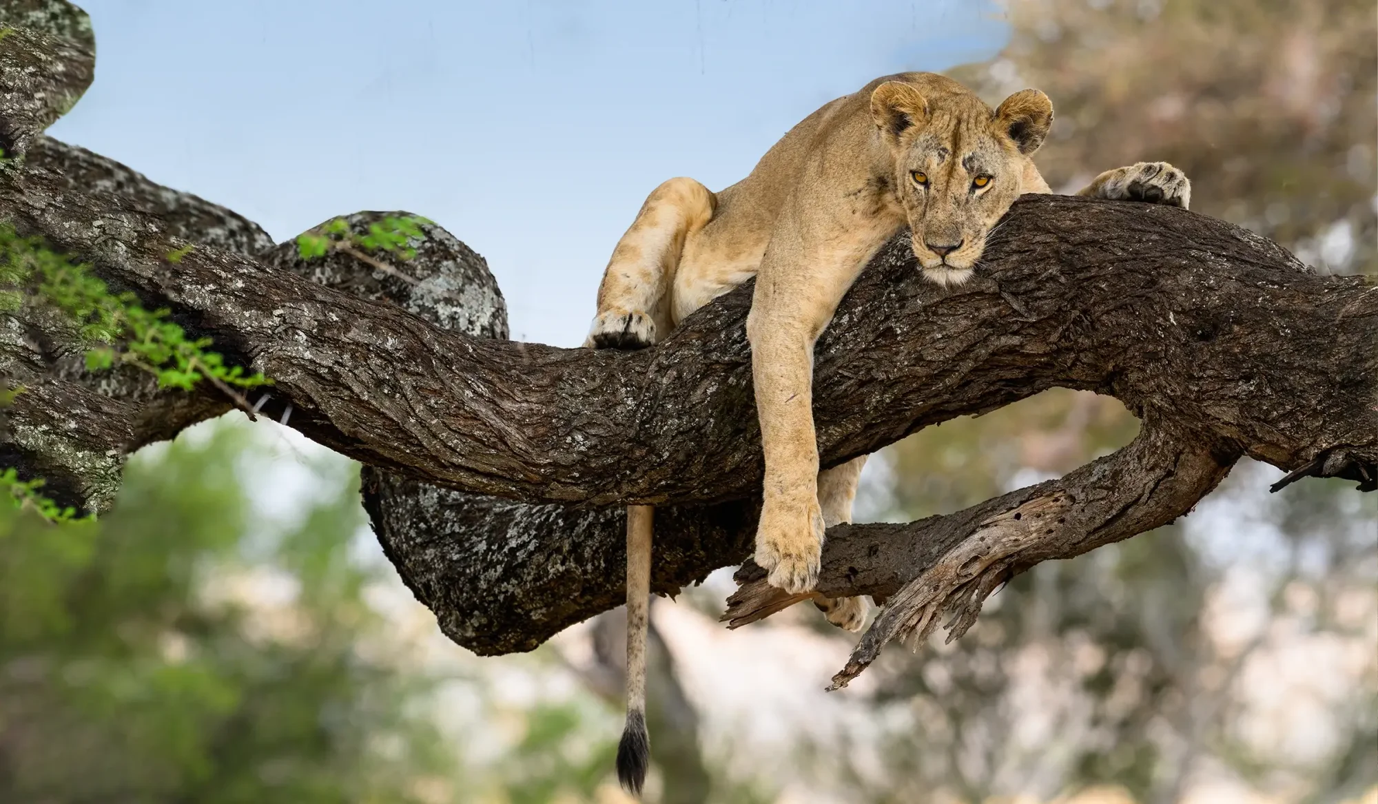 7-Day Northern Tanzania from Nairobi (Crater Finale)
