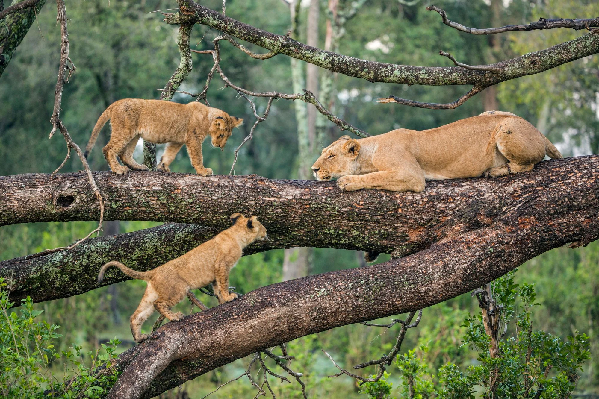 4-Day Relaxed Tarangire, Manyara & Ngorongoro Safari
