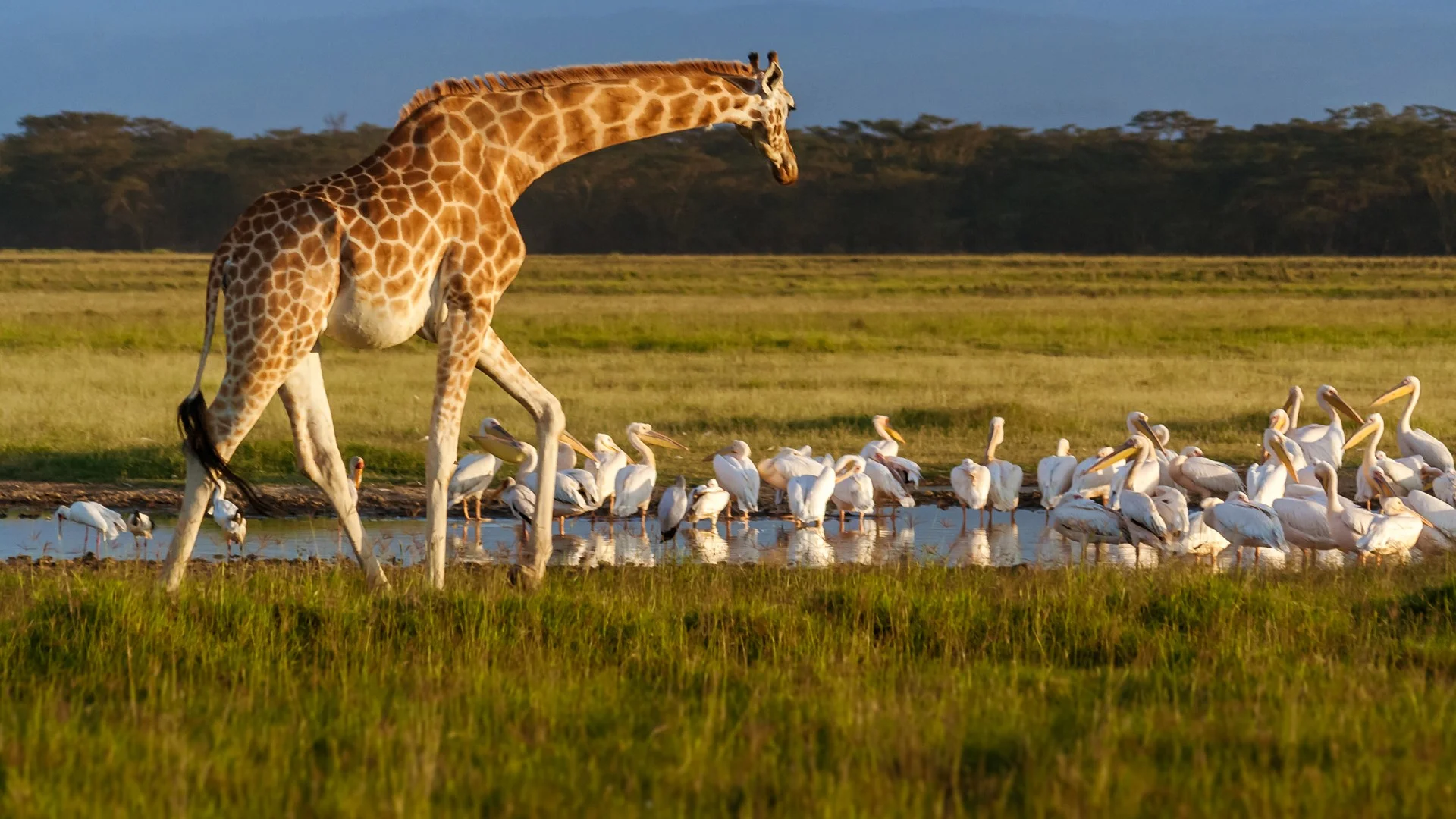 Lake Nakuru National Park — 2