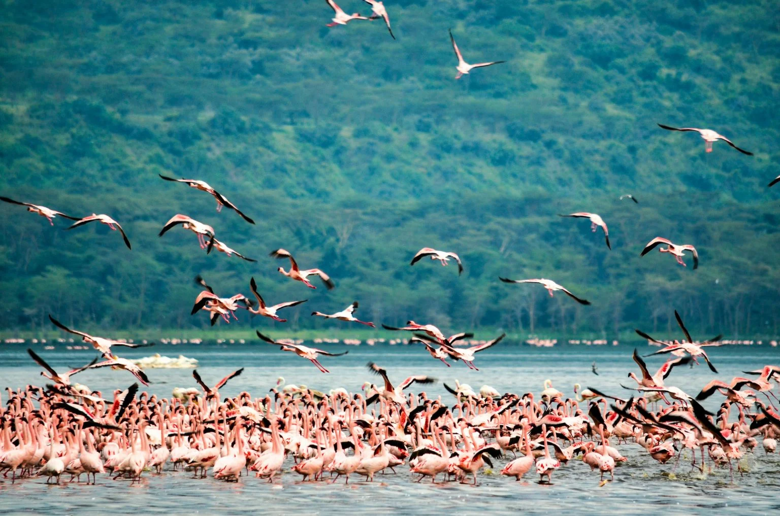 Lake Nakuru National Park — 5