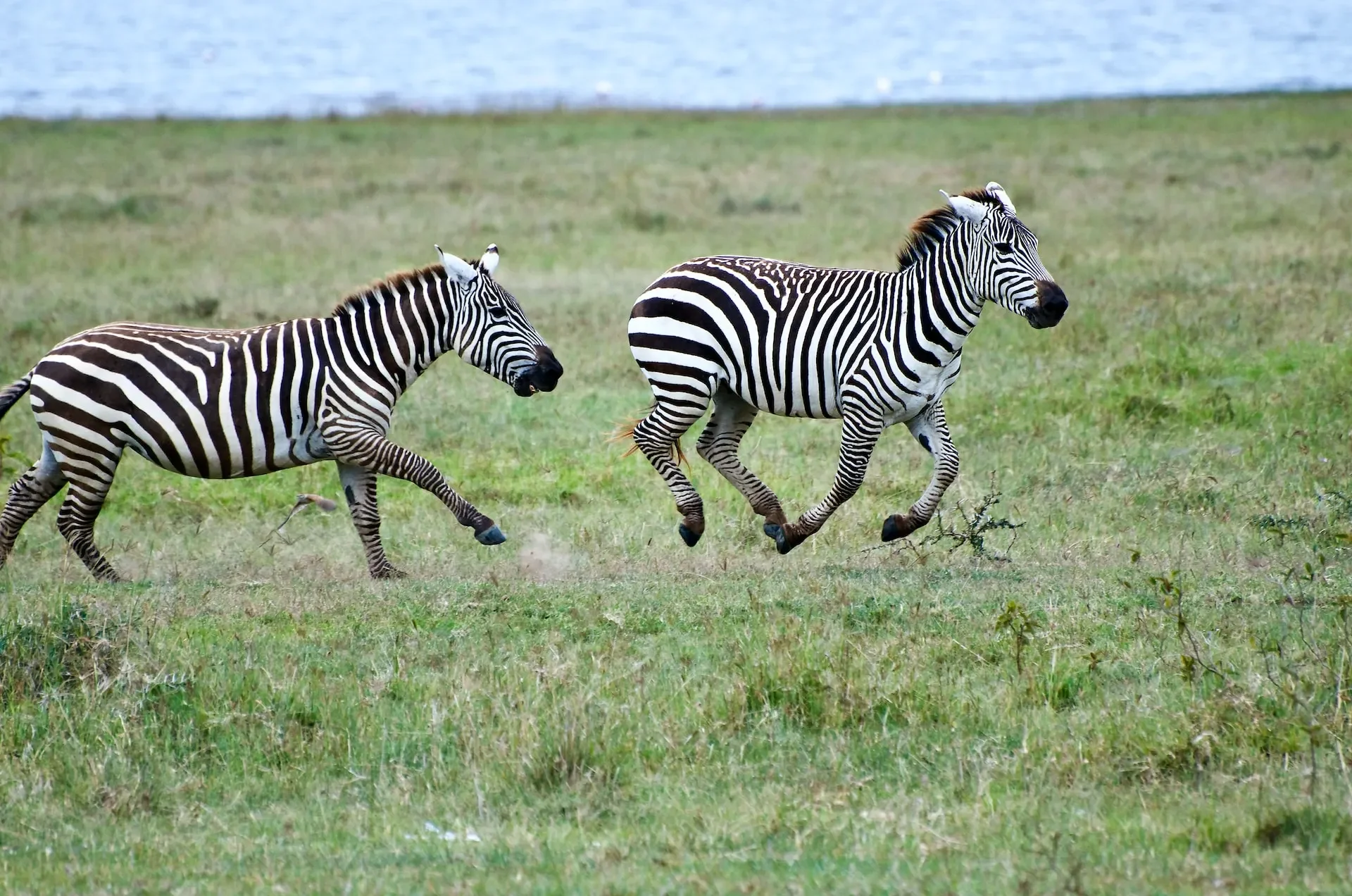 6-tägige Rift-Valley-Seen-Safari: Naivasha, Elementaita, Nakuru & Bogoria