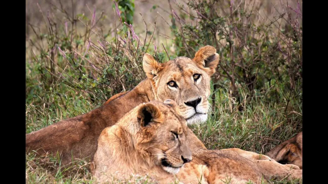 Safari di 6 Giorni ai Laghi della Rift Valley: Naivasha, Elementaita, Nakuru e Bogoria