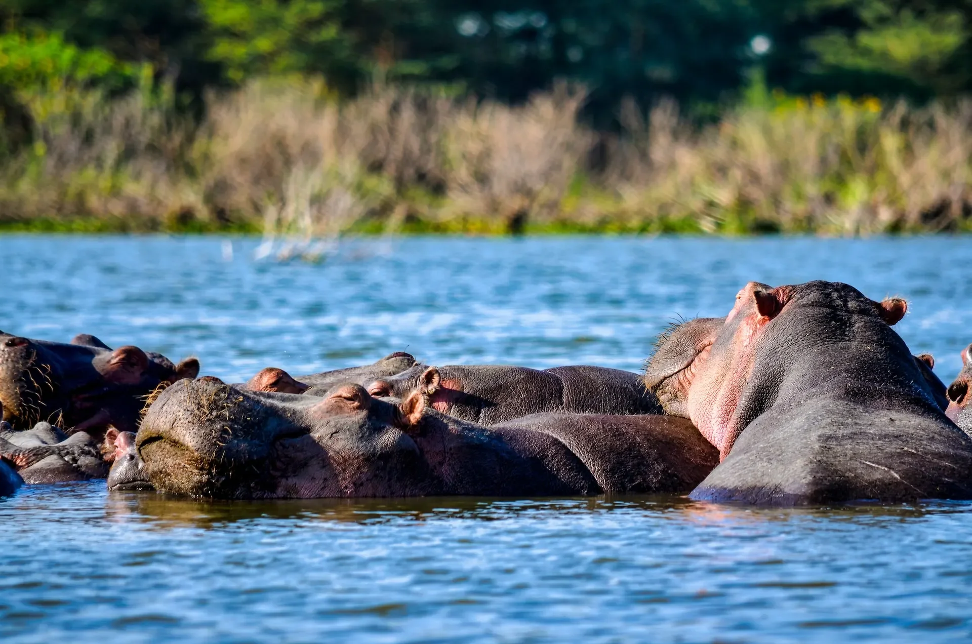 6-tägige Safari: Aberdare, Lake Naivasha, Lake Nakuru & Masai Mara