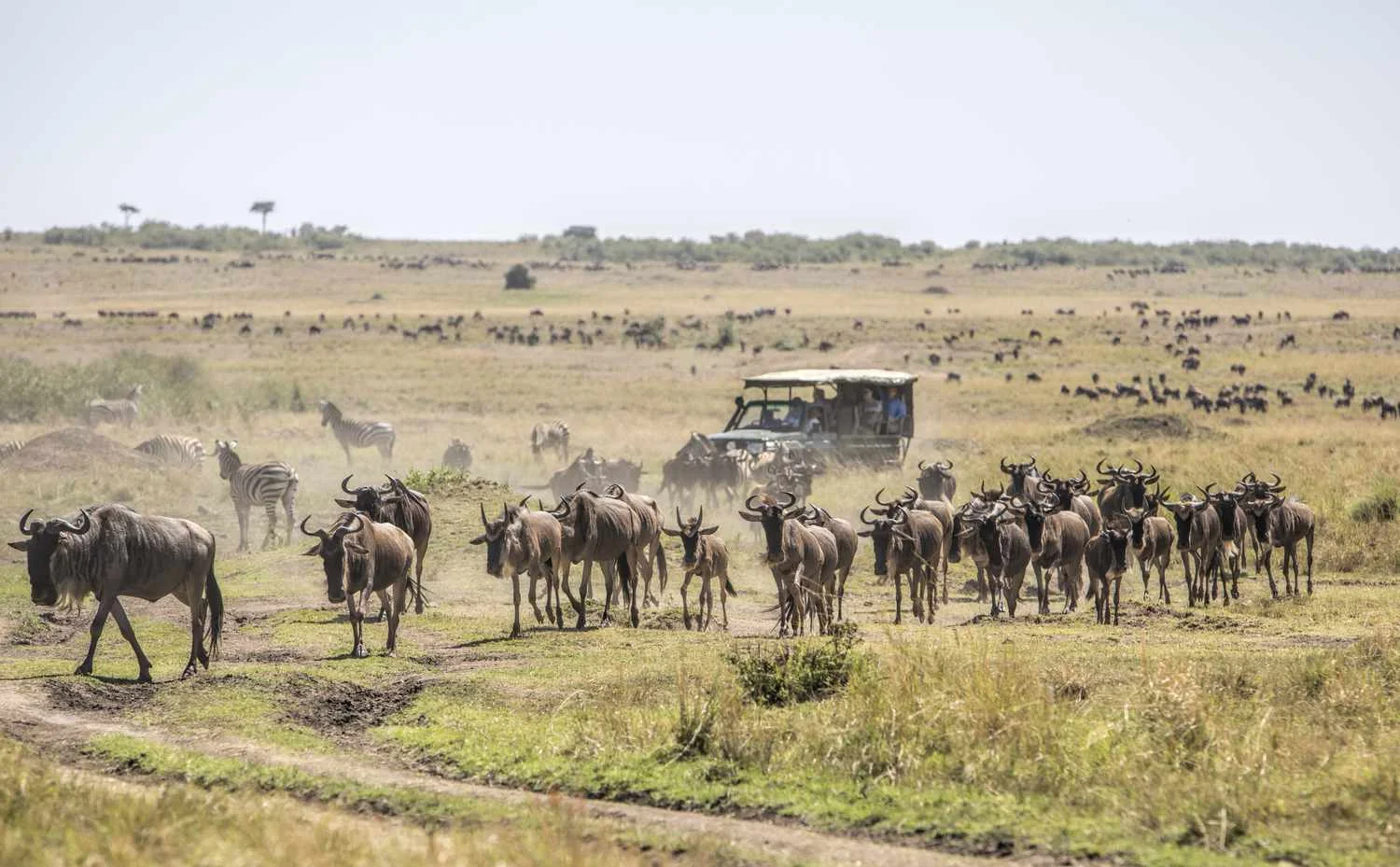 Masai Mara National Reserve — 1