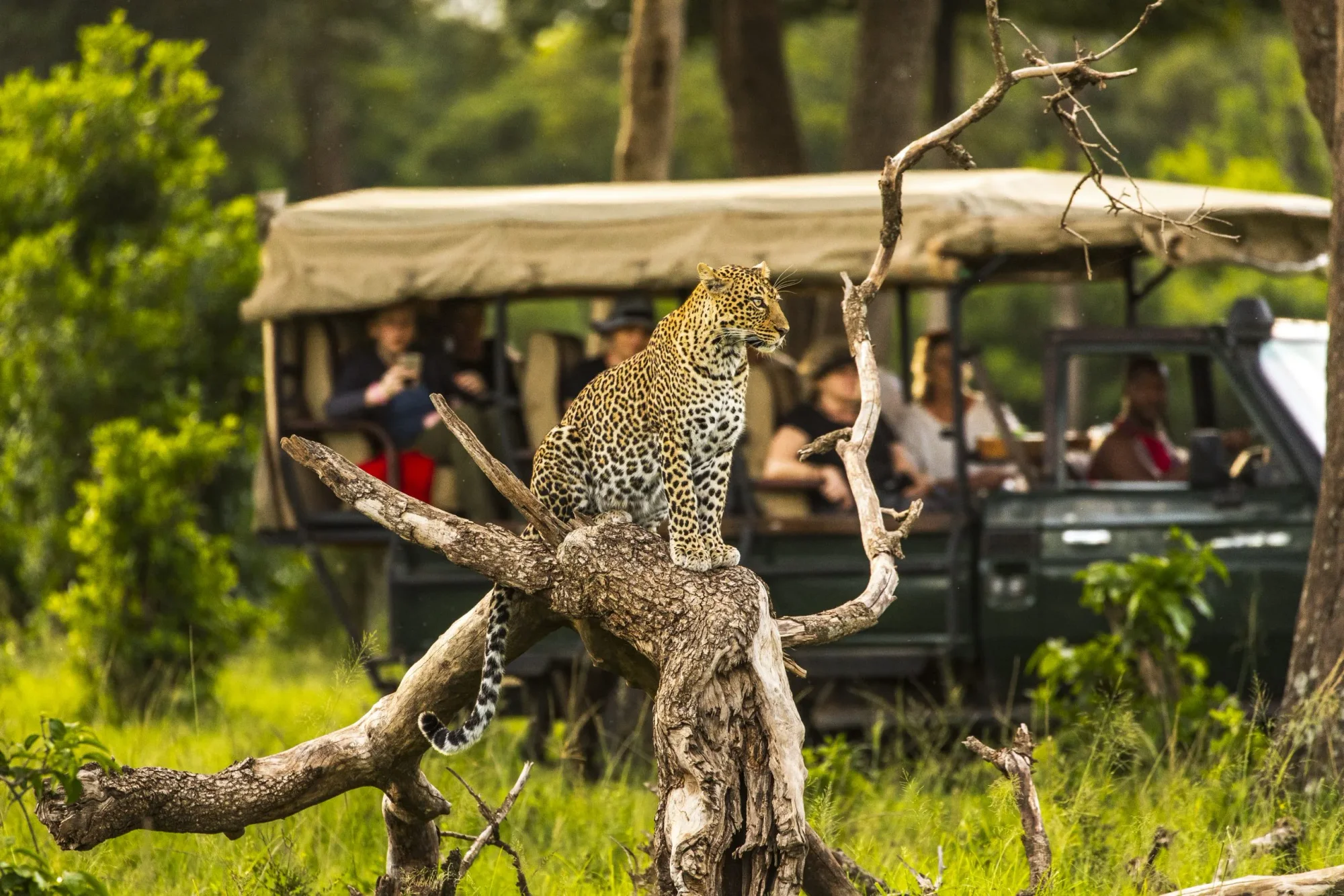 Safari-découverte de 5 jours en avion vers Masai Mara