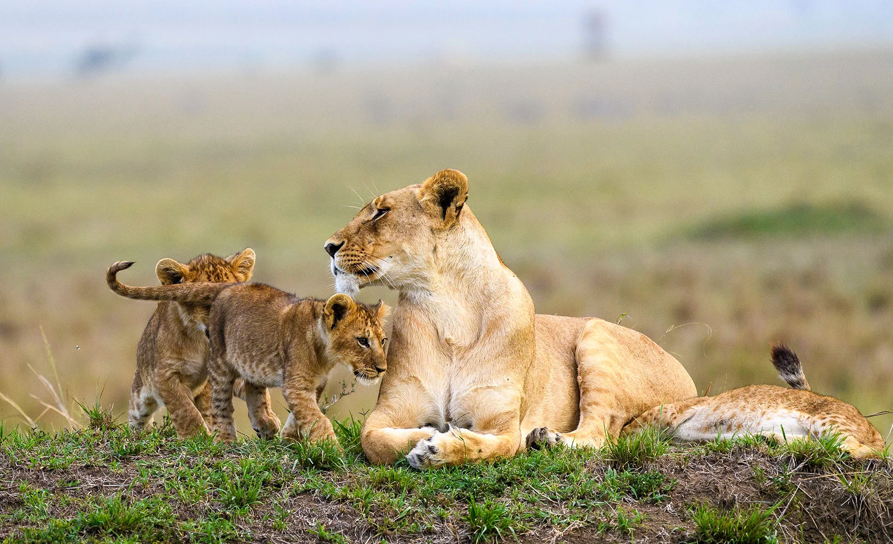 7-tägige Safari: Amboseli, Lake Naivasha & Masai Mara