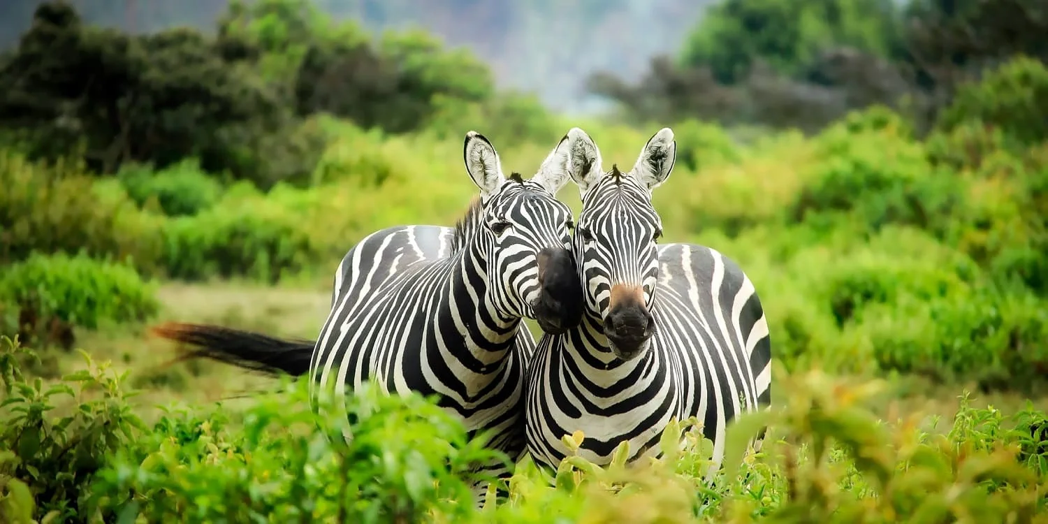 8-Day Kenya–Tanzania Mara, Serengeti & Ngorongoro Safari