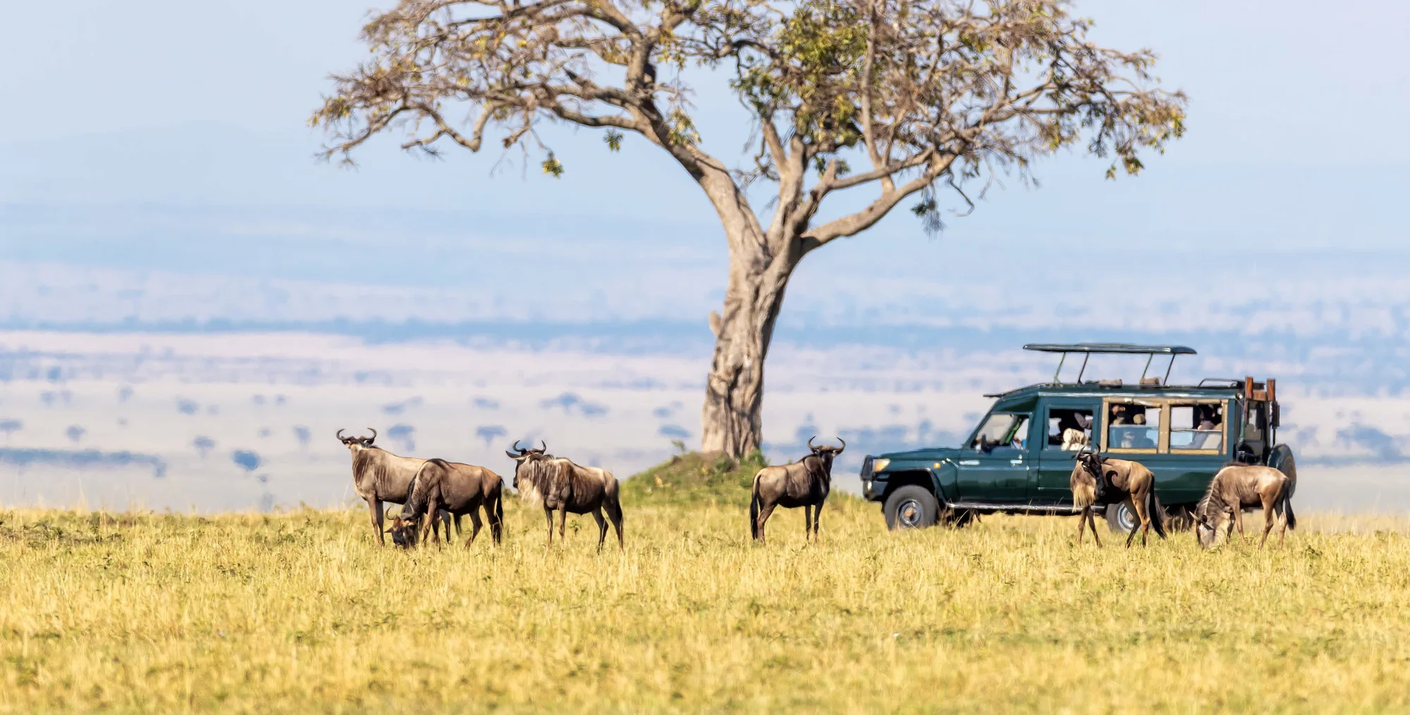 5-Day Amboseli, Lake Naivasha & Masai Mara Safari
