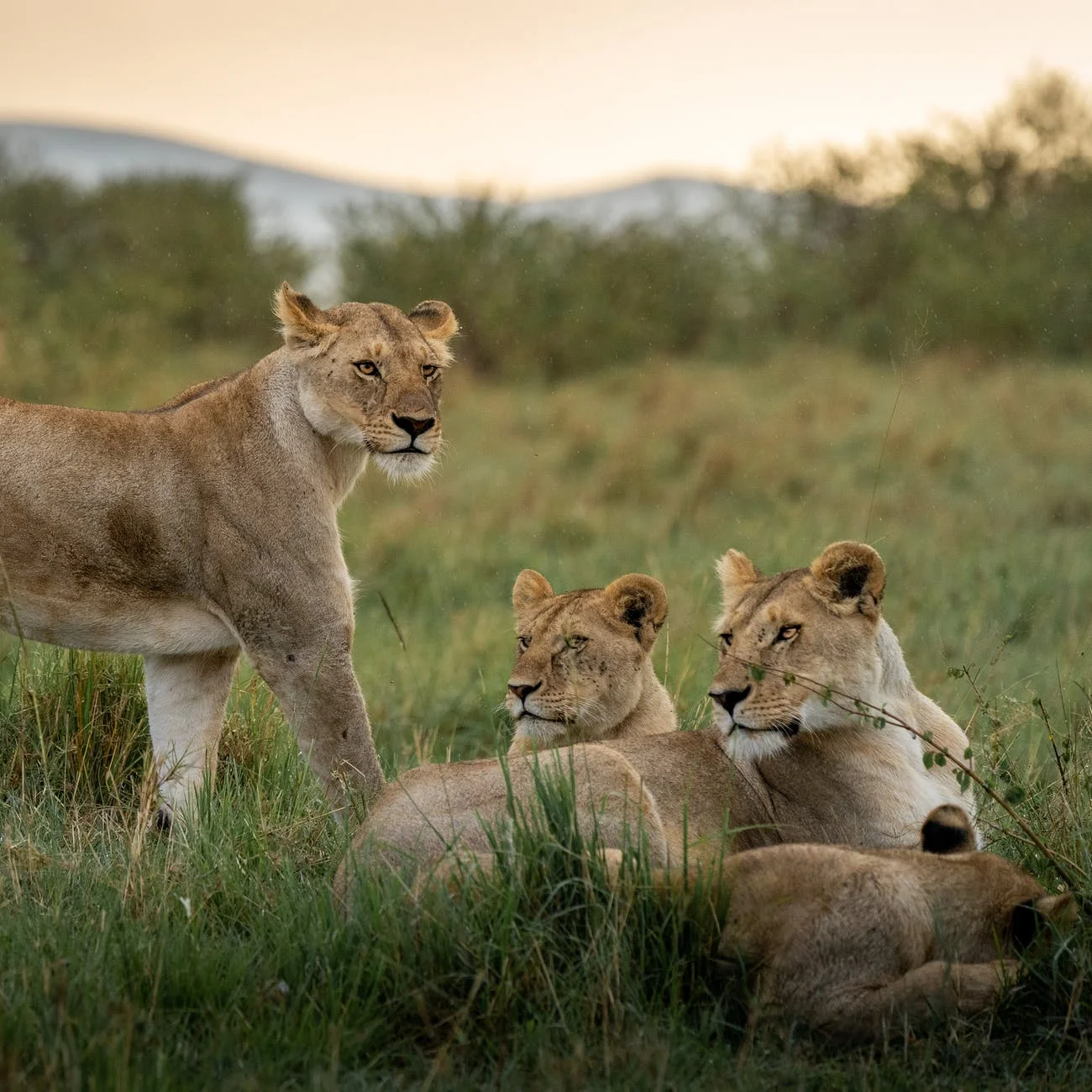 East Africa Circle Definitivo di 15 Giorni