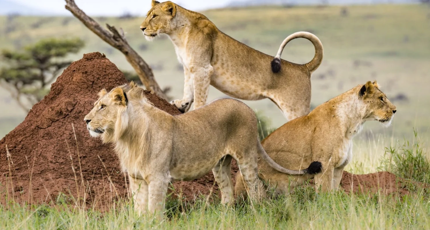 Safari di 4 Giorni tra Masai Mara e Lake Nakuru