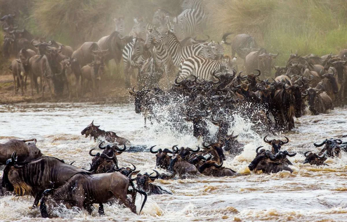 Safari di 5 Giorni tra Masai Mara, Nakuru e Amboseli