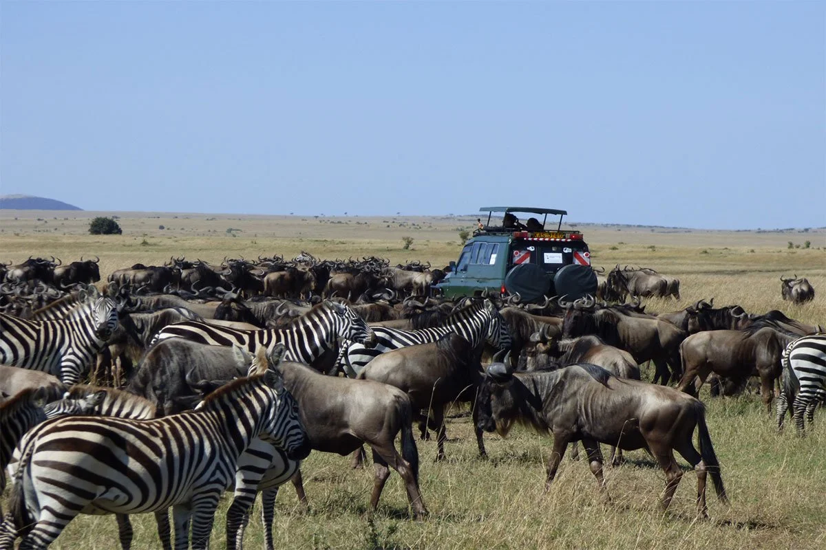 8-Day Masai Mara, Lake Nakuru, Amboseli & Tsavo Grand Safari