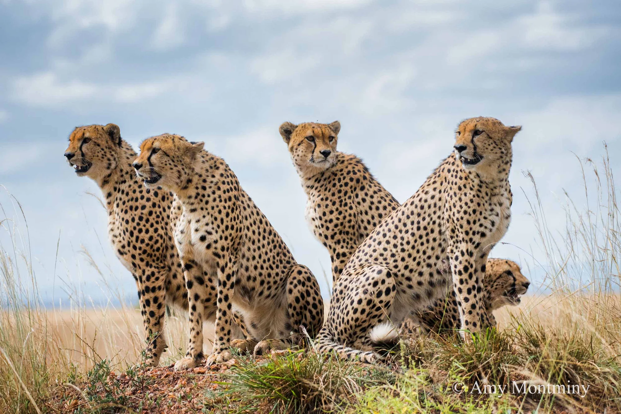 Safari de 10 jours : Samburu, vallée du Rift, Masai Mara et Amboseli