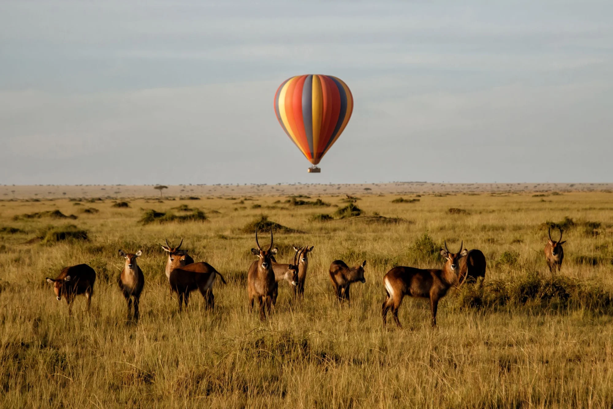 10-Day Amboseli, Laikipia, Samburu & Masai Mara Grand Safari