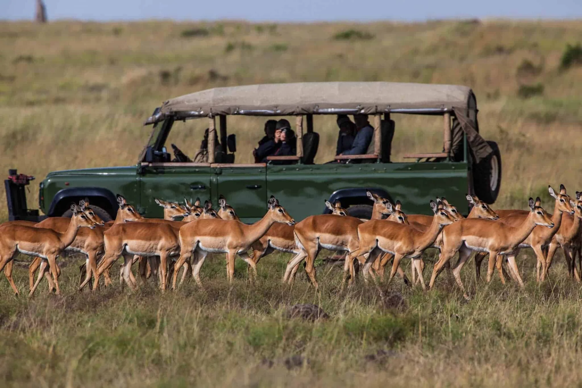 Safari di 4 Giorni tra Masai Mara, Lake Nakuru e Lake Naivasha