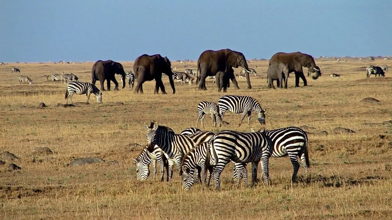 10-Day Kenya-Tanzania Grand Crossover Safari