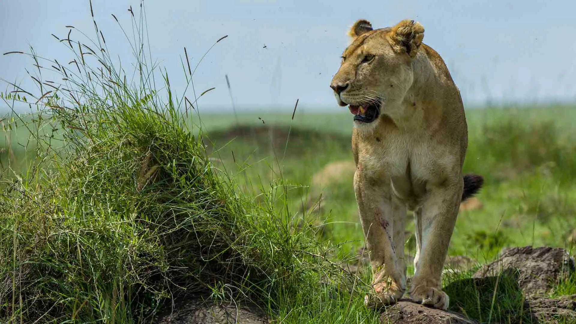 Safari de 6 Jours dans le Nord du Kenya : Meru, Samburu et Ol Pejeta