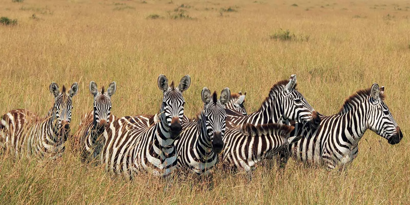 Meru National Park — 2
