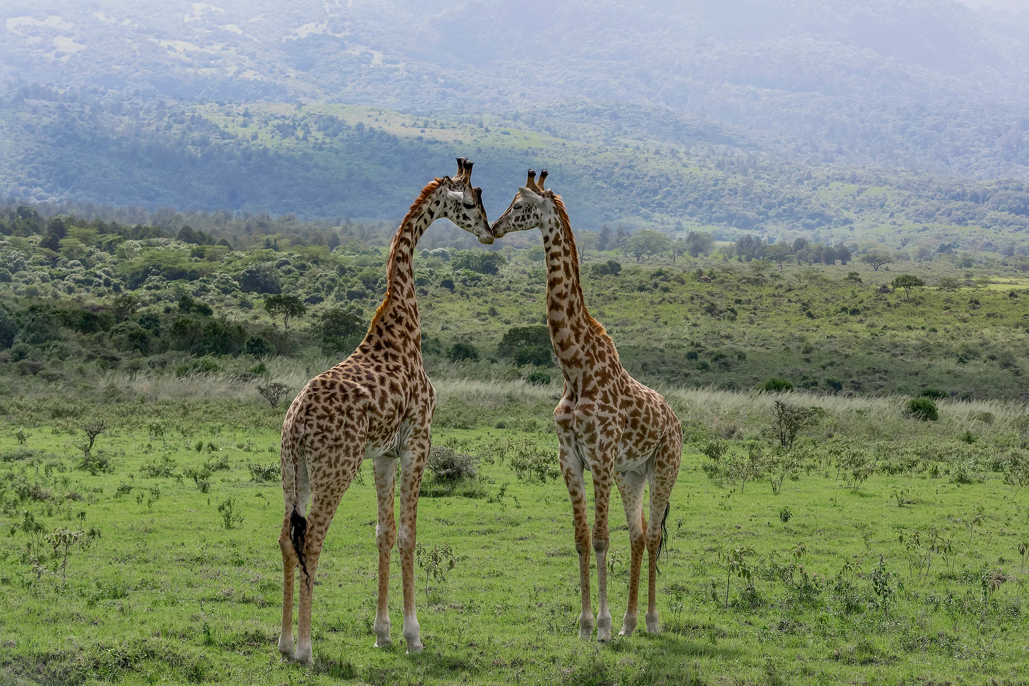 Meru National Park — 3
