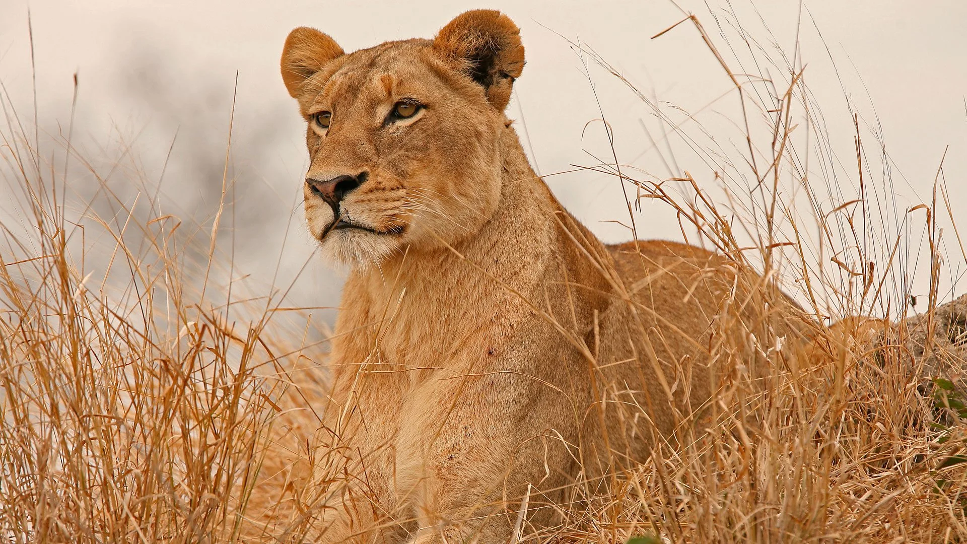 Meru National Park — 4