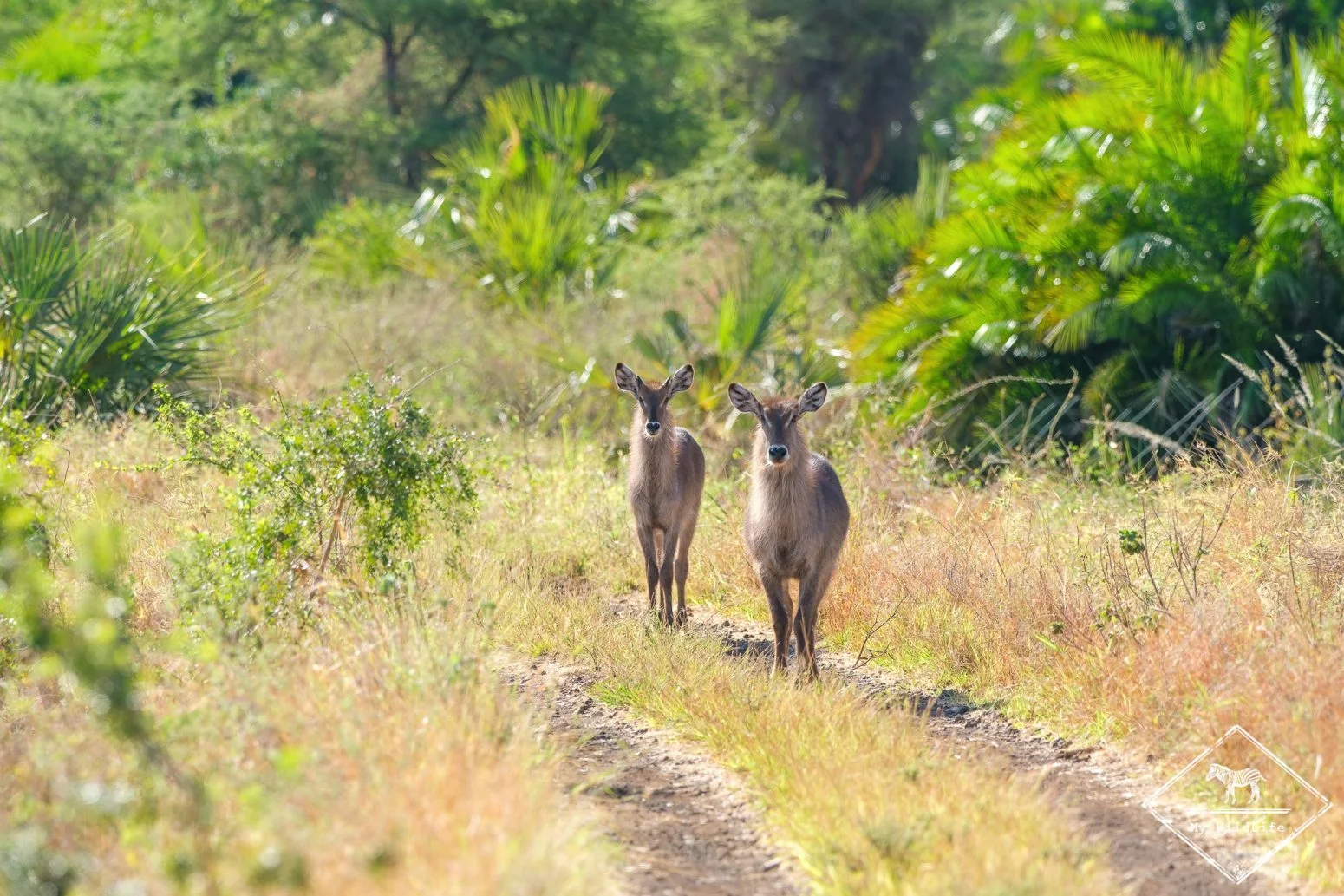 Safari de 4 jours en vol au parc national de Meru
