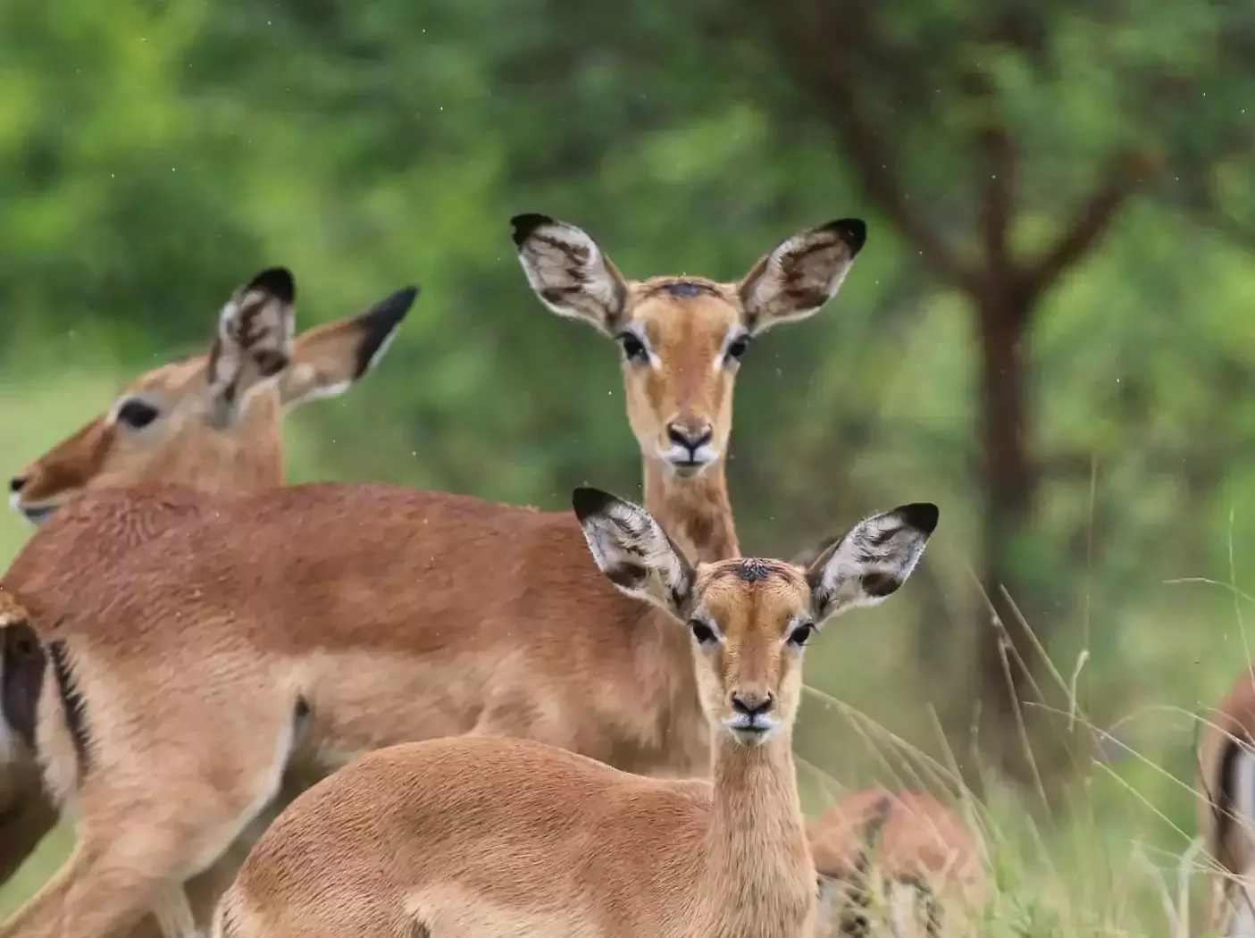 Safari de 3 Jours au Parc National de Meru — Pays du « Born Free »
