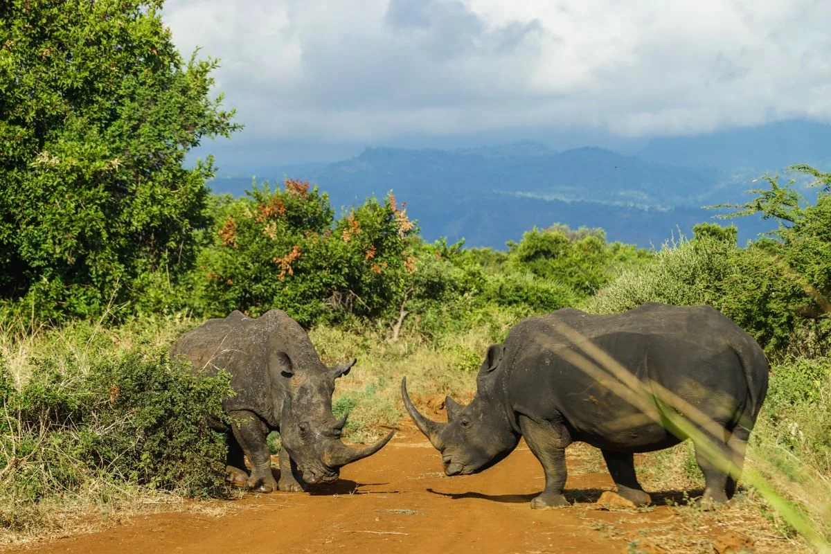 3-Day Meru National Park Safari — Born Free Country