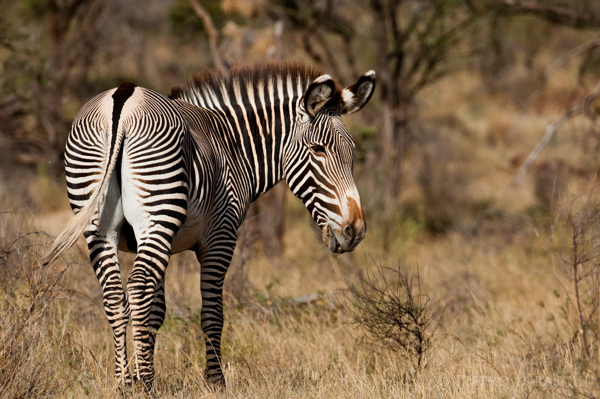 Grande Spedizione Kenya e Tanzania in 20 Giorni
