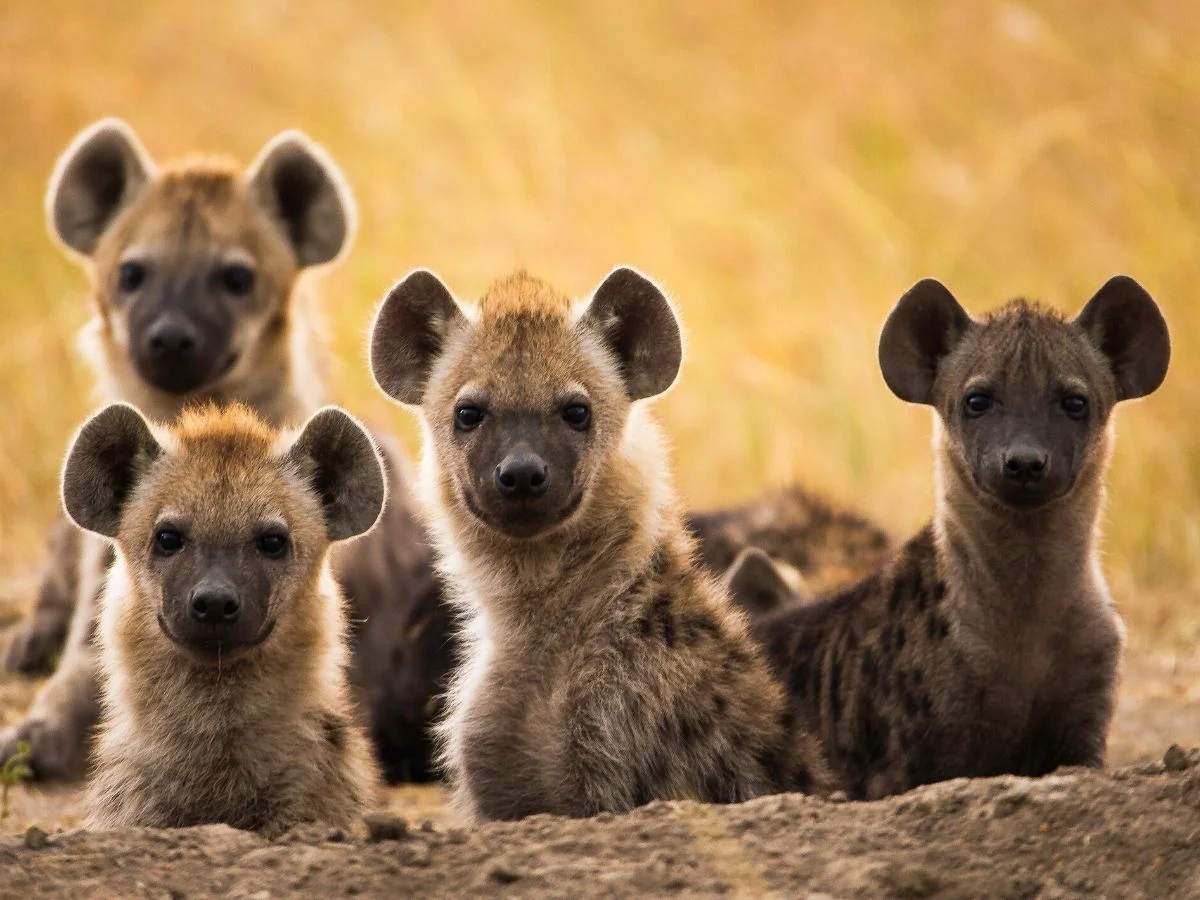 3-Day Meru National Park Safari — Born Free Country