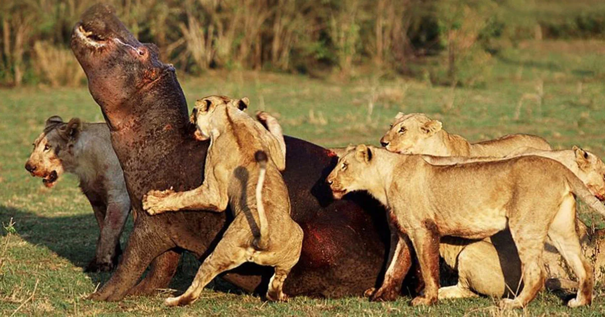 4-tägige Mikumi- & Udzungwa-Safari mit dem SGR-Zug
