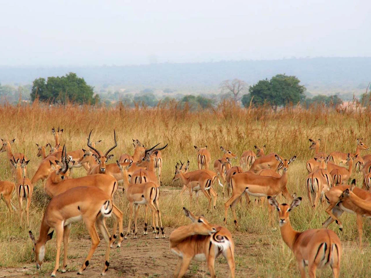 Mikumi National Park — 3