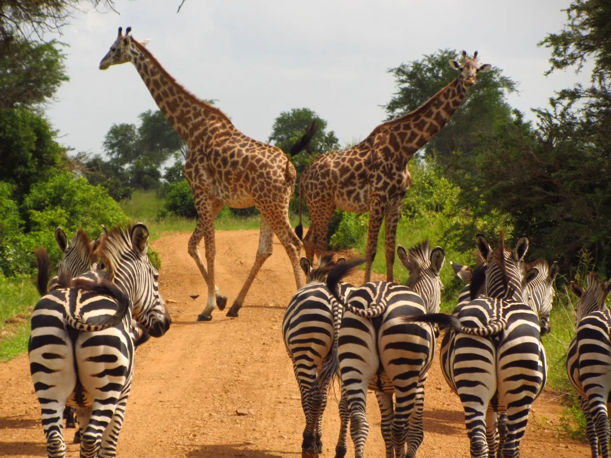 3-tägige Mikumi-Safari ab Dar es Salaam