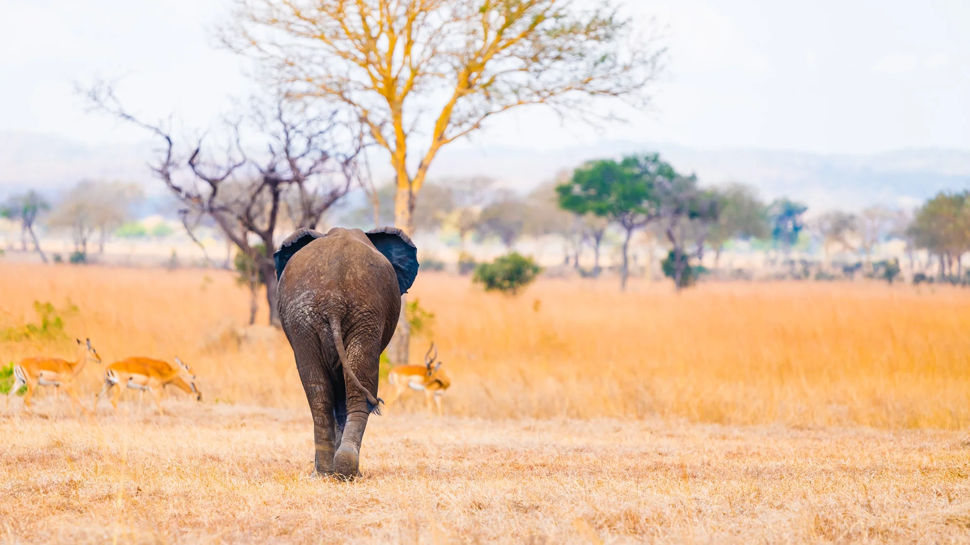 Safari de 5 Días por Saadani y Mikumi