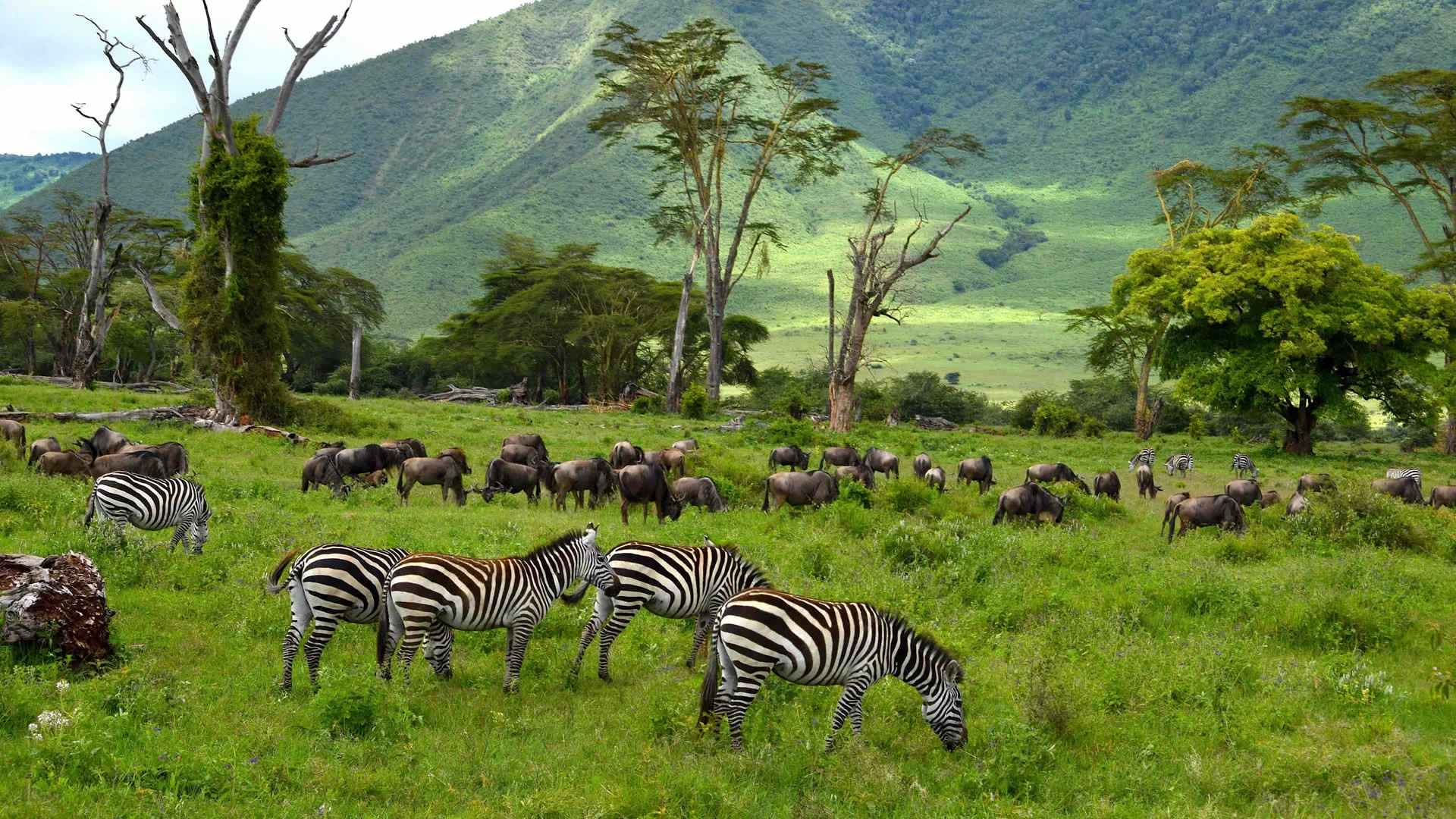 Ngorongoro Conservation Area — 4