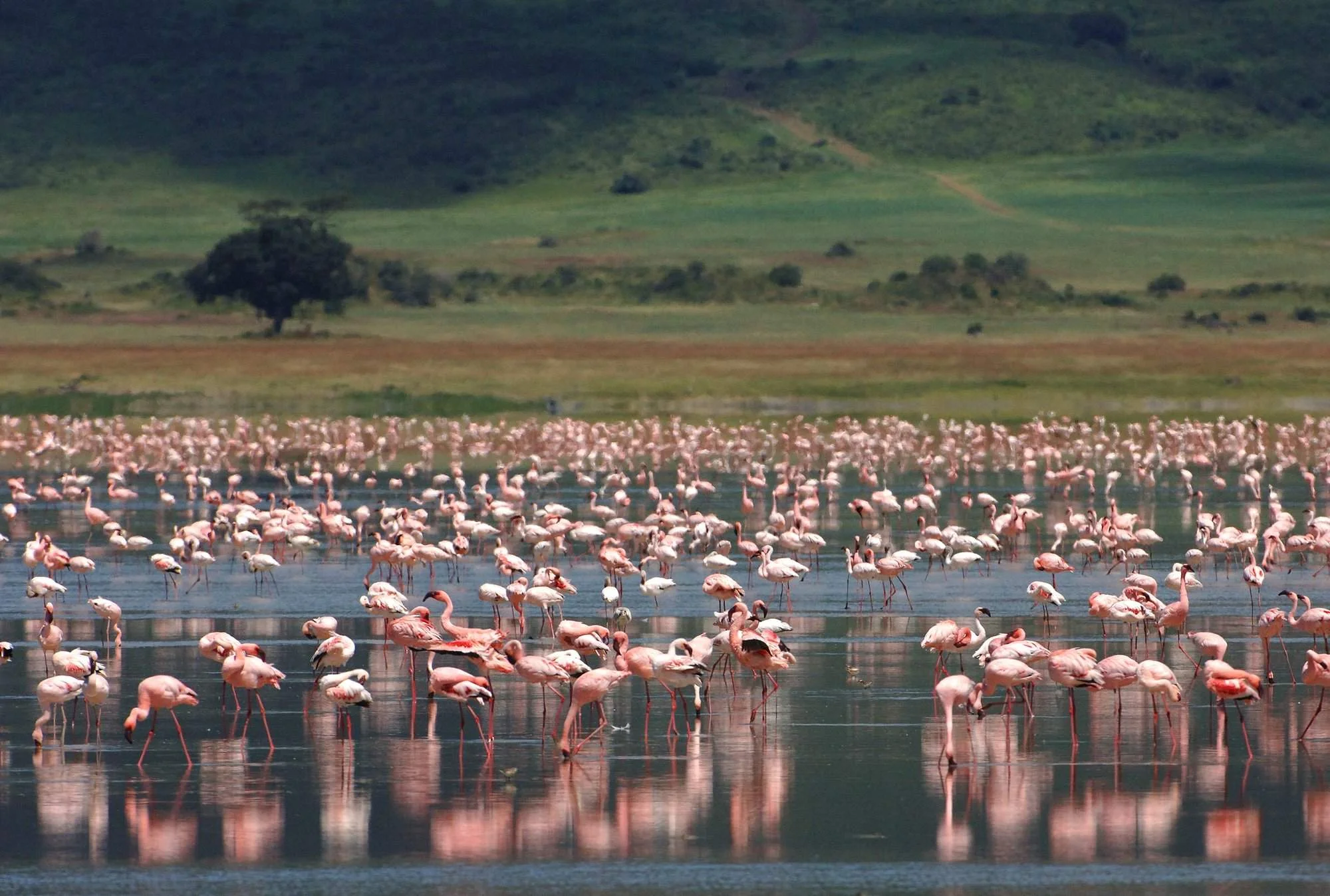 5 jours : les incontournables du nord de la Tanzania — safari ultra-luxe en avion privé