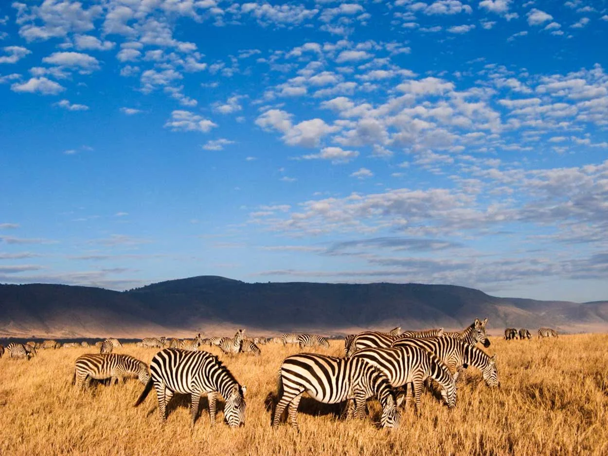 7-Day Northern Tanzania from Nairobi (Crater Finale)