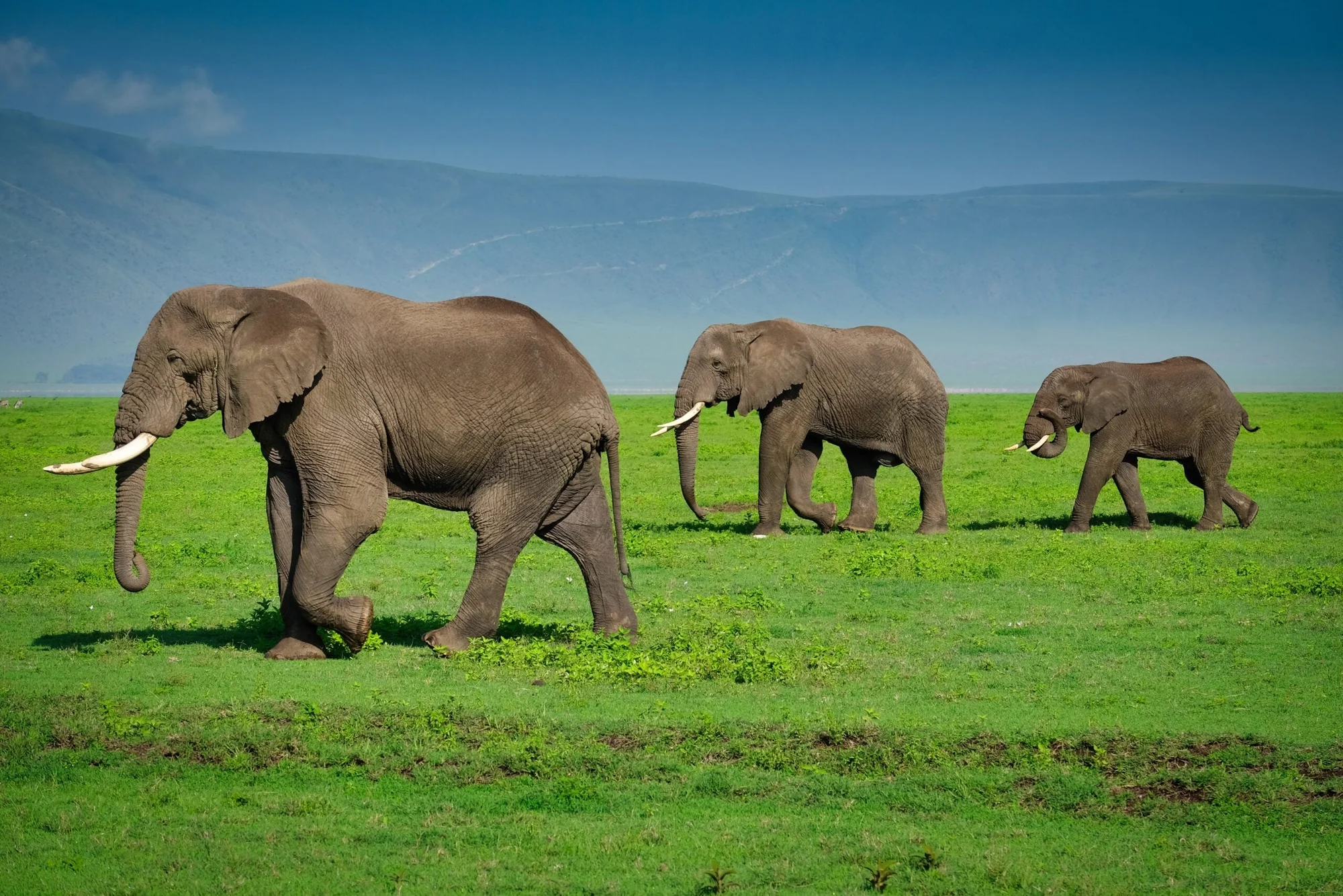 3-Day Serengeti & Ngorongoro Crater Finale