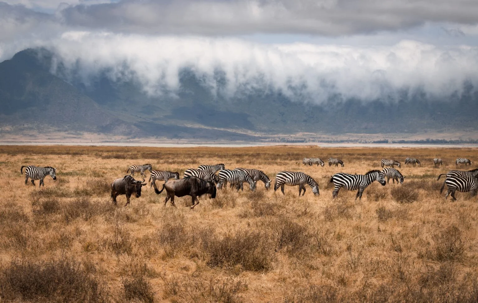 Ngorongoro-Krater Tagesausflug ab Karatu